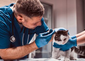 Formation à distance : immersion dans le