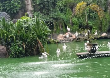 Quelles différences entre zoo et parc