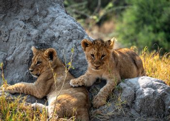 Métiers avec les animaux sauvages pour