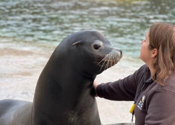 Nouveaux tutos fiches espèces : on était