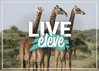 Devenir soigneur animalier : le Live à