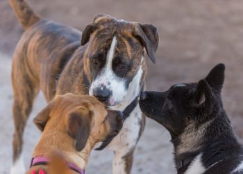 Sociabilisation du chien : de qui a-t-il