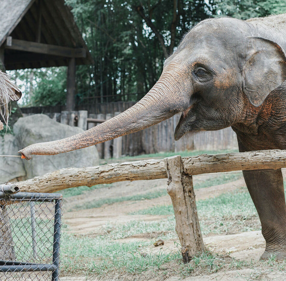 Débouchés de la formation pour devenir Soigneur Animalier