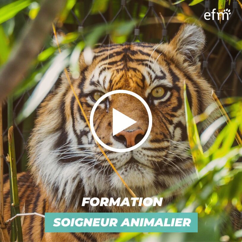 Vidéo Présentation Formation Soigneur Animalier