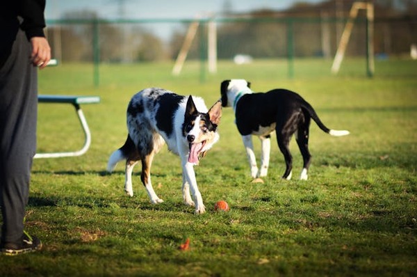 la pension pour chien