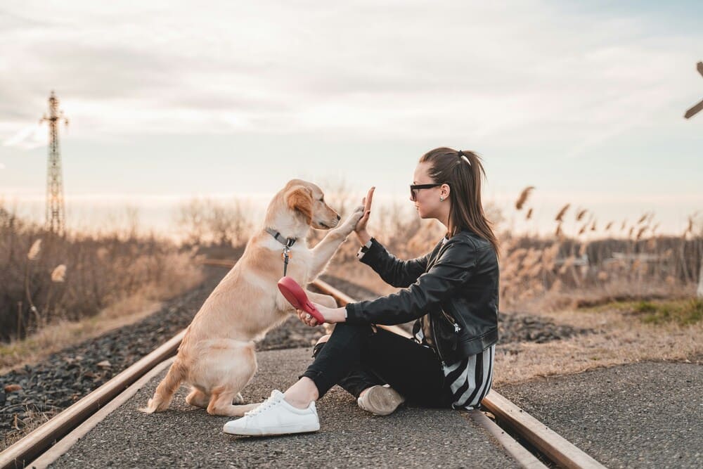 devenir ducateur canin