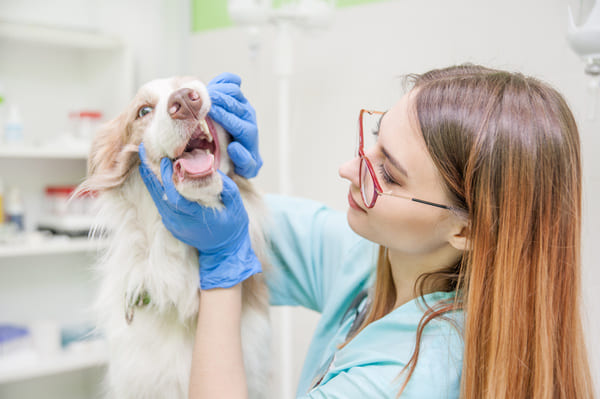 travailler avec les chiens