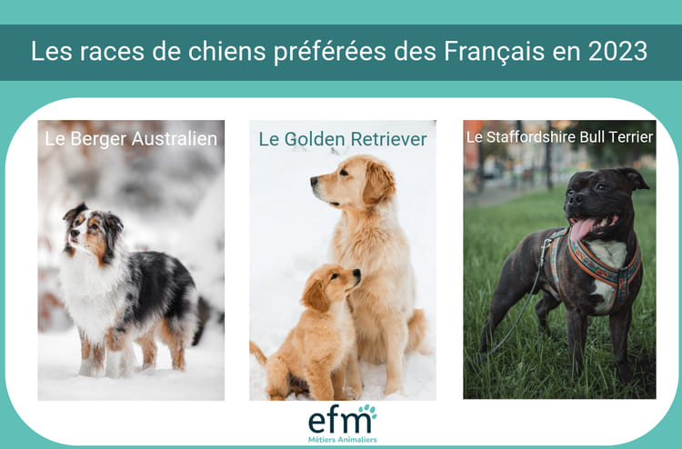 chiens prfrs en France 2023