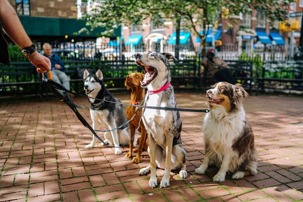 promeneur de chiens