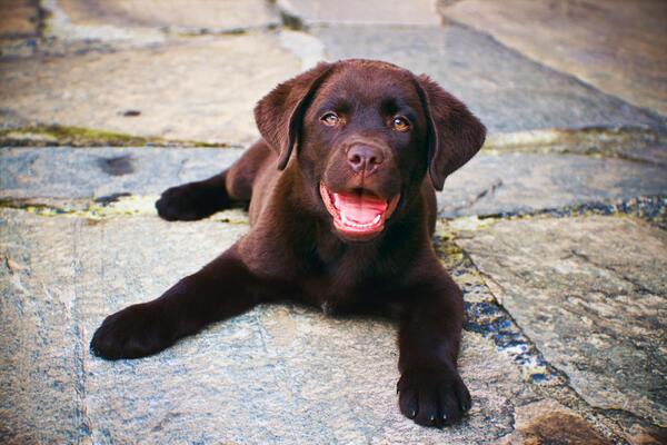 Le labrador est toujours aussi populaire en France en 2025