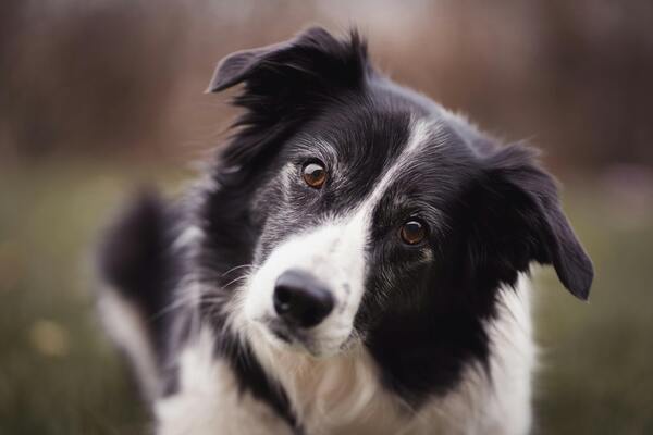 Le Border collie est un chien trs populaire en France en 2025