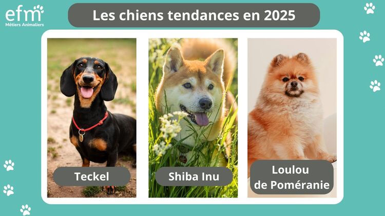 Les chiens les plus tendances en 2025 selon l'EFM Mtiers animaliers