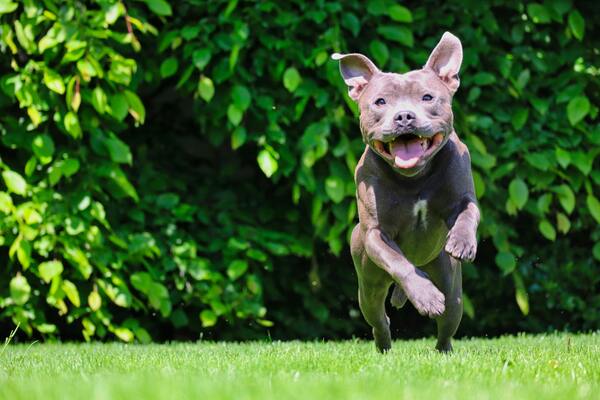 Le Staffordshire bull terrier ou staffie est parmi les chiens les plus adopts 