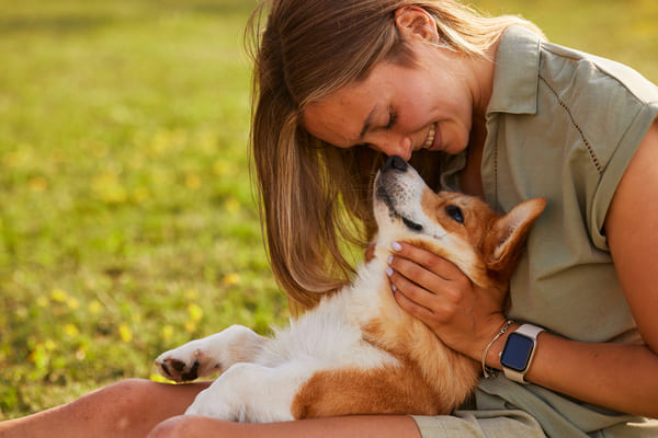 Le Corgi est un chien populaire notamment pour avoir appartenu  la Reine d'Angleterre ! 