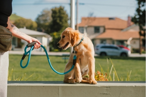 devenir éducateur canin sans diplôme