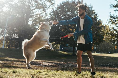 comment devenir éducateur canin ?